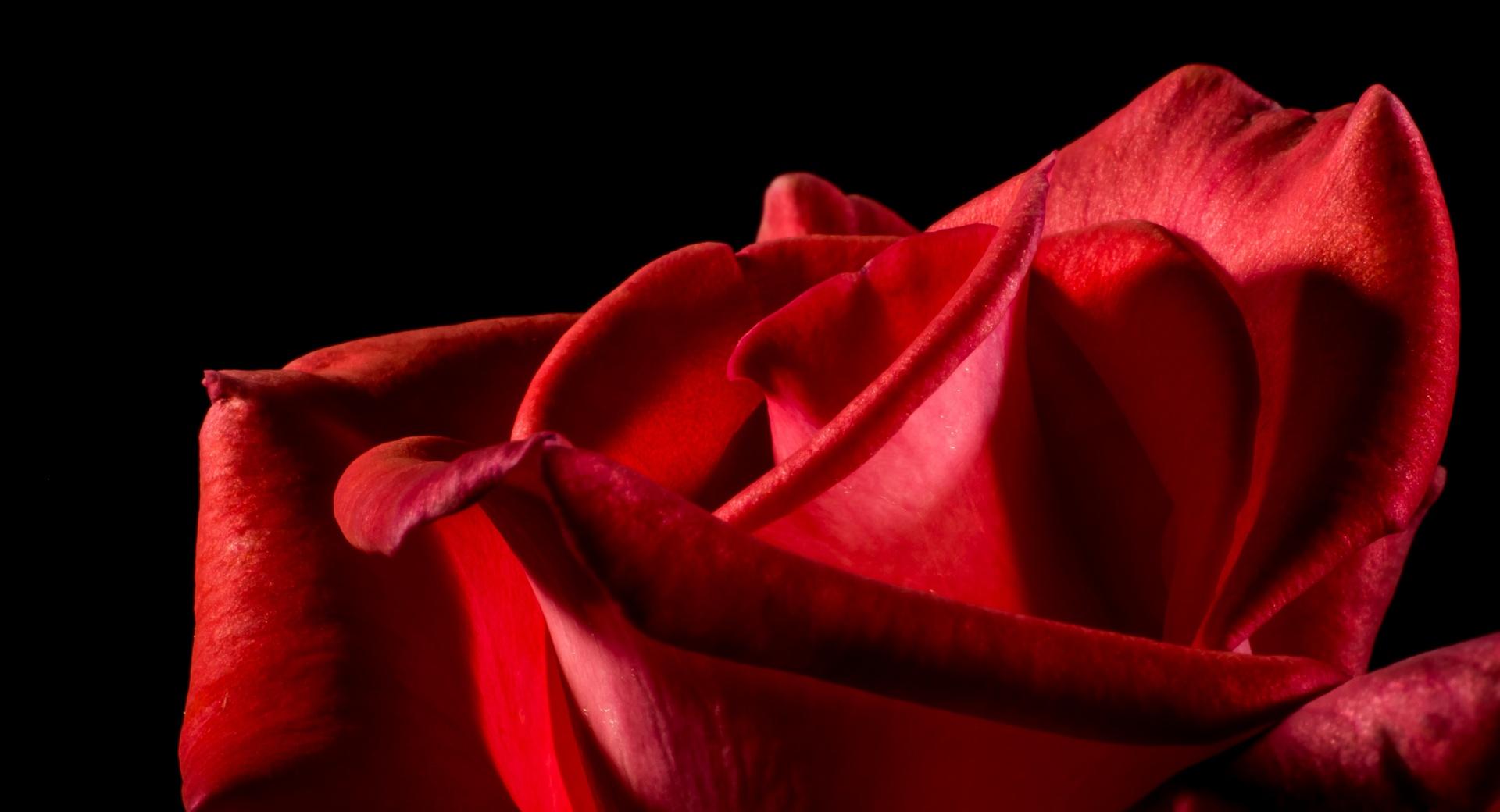 Single Red Rose Black Background Wallpaper HD Download