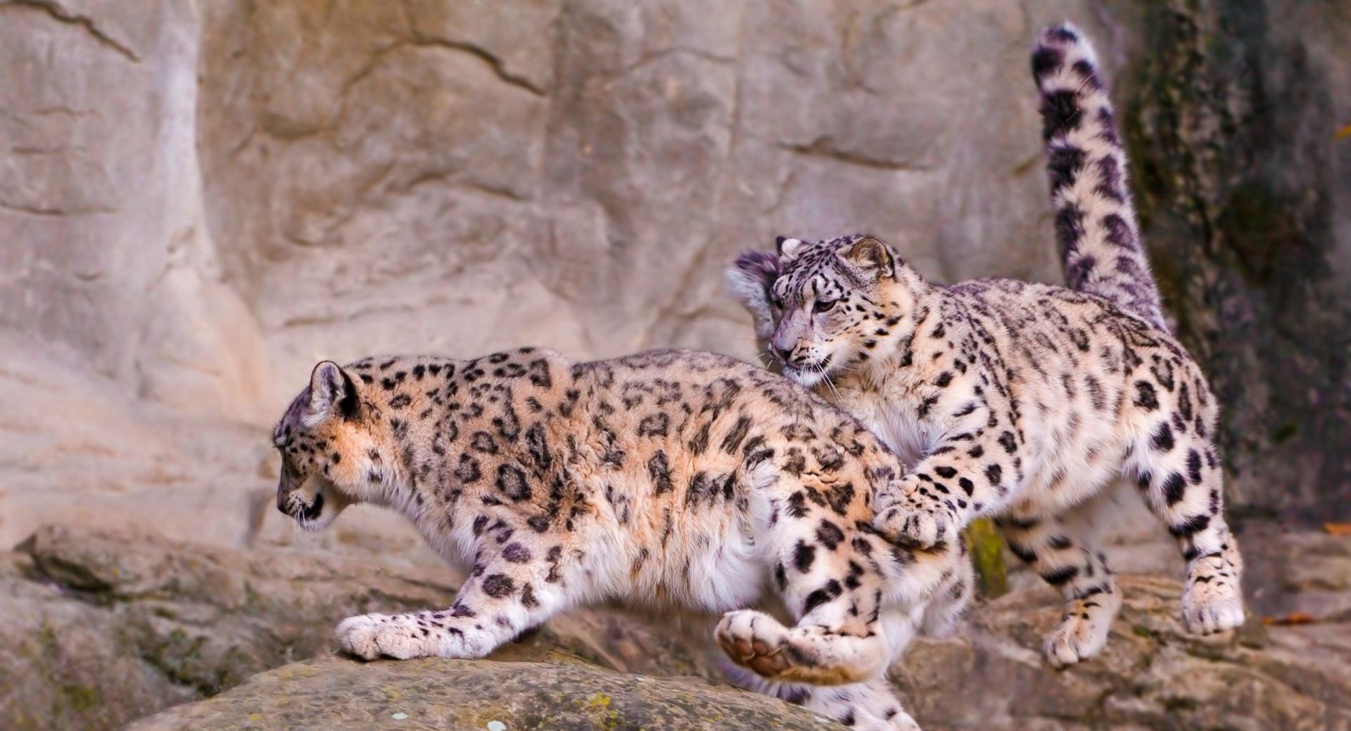 Snow Leopard Jumping at 640 x 1136 iPhone 5 size wallpapers HD quality