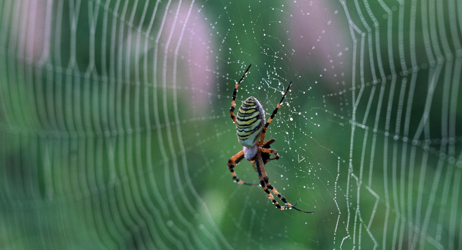 Spider With Colorful Stripes at 640 x 1136 iPhone 5 size wallpapers HD quality