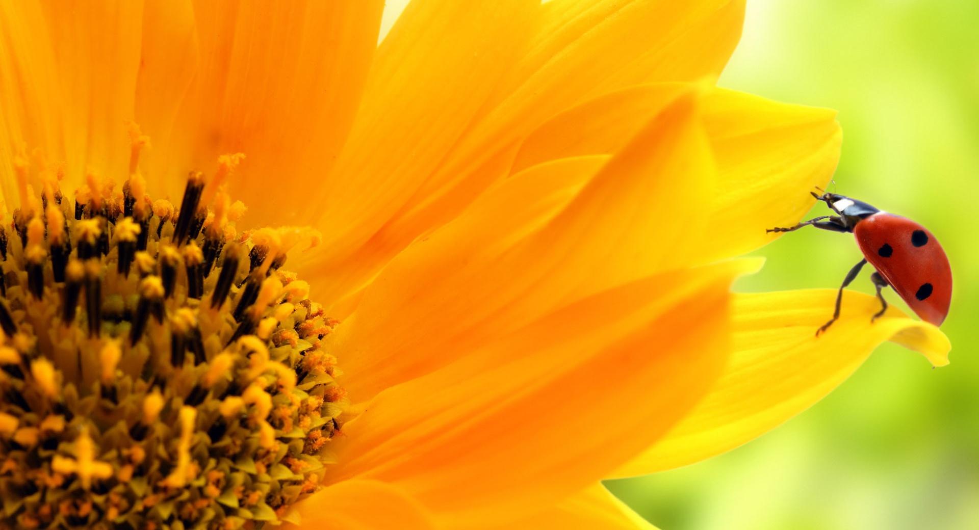 Sunflower And Ladybug wallpapers HD quality