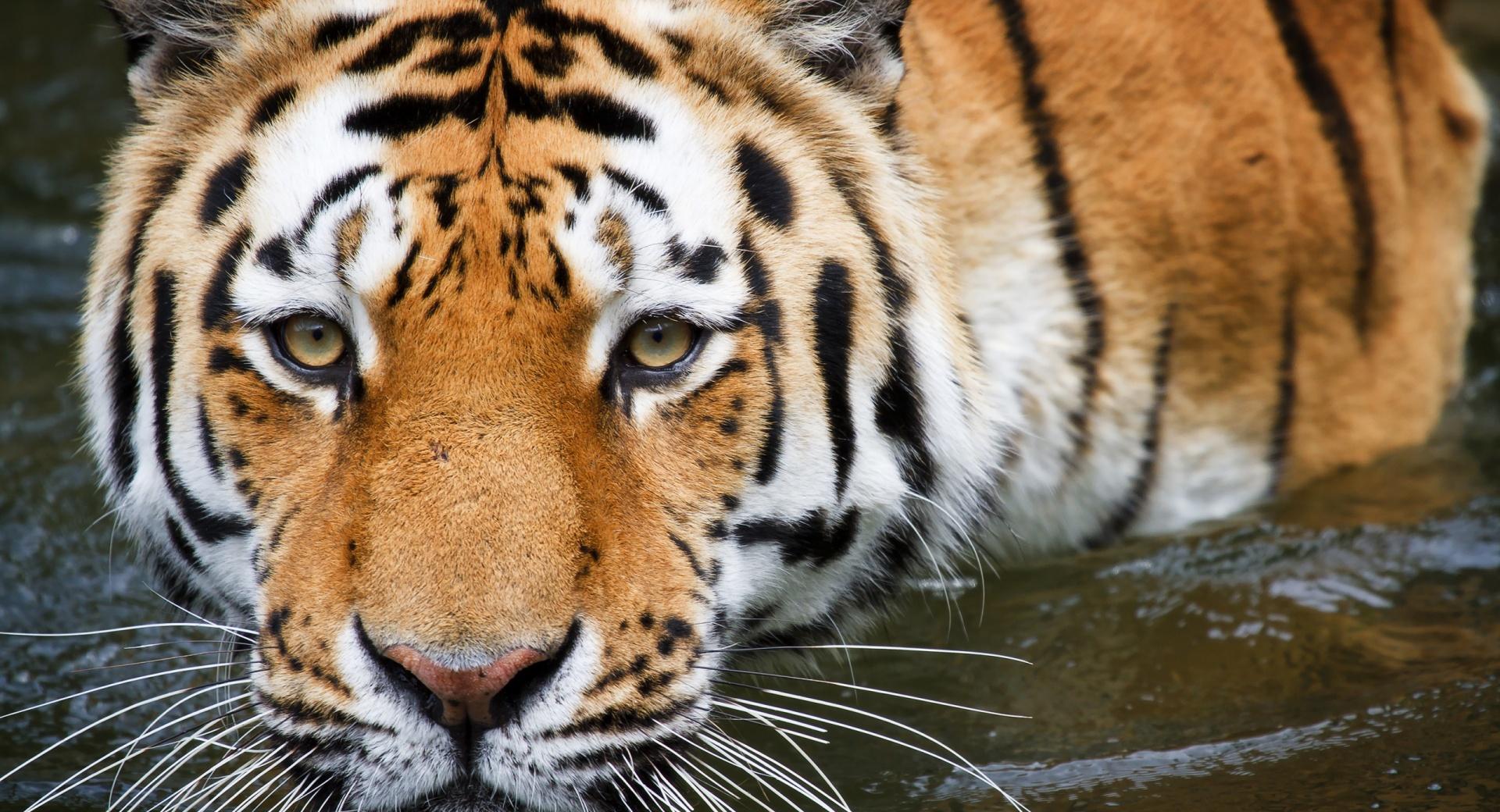 Tiger In The Water at 1024 x 1024 iPad size wallpapers HD quality