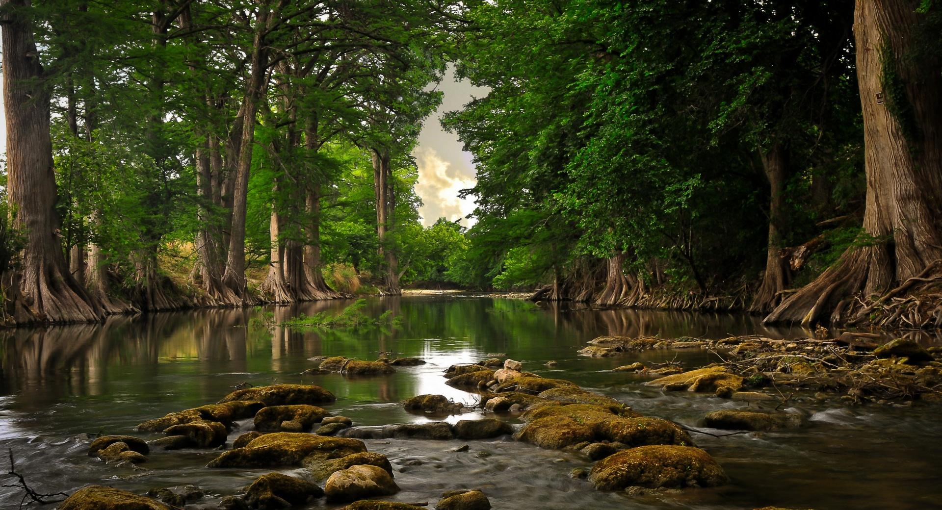 Trees Roots Near River at 1024 x 1024 iPad size wallpapers HD quality