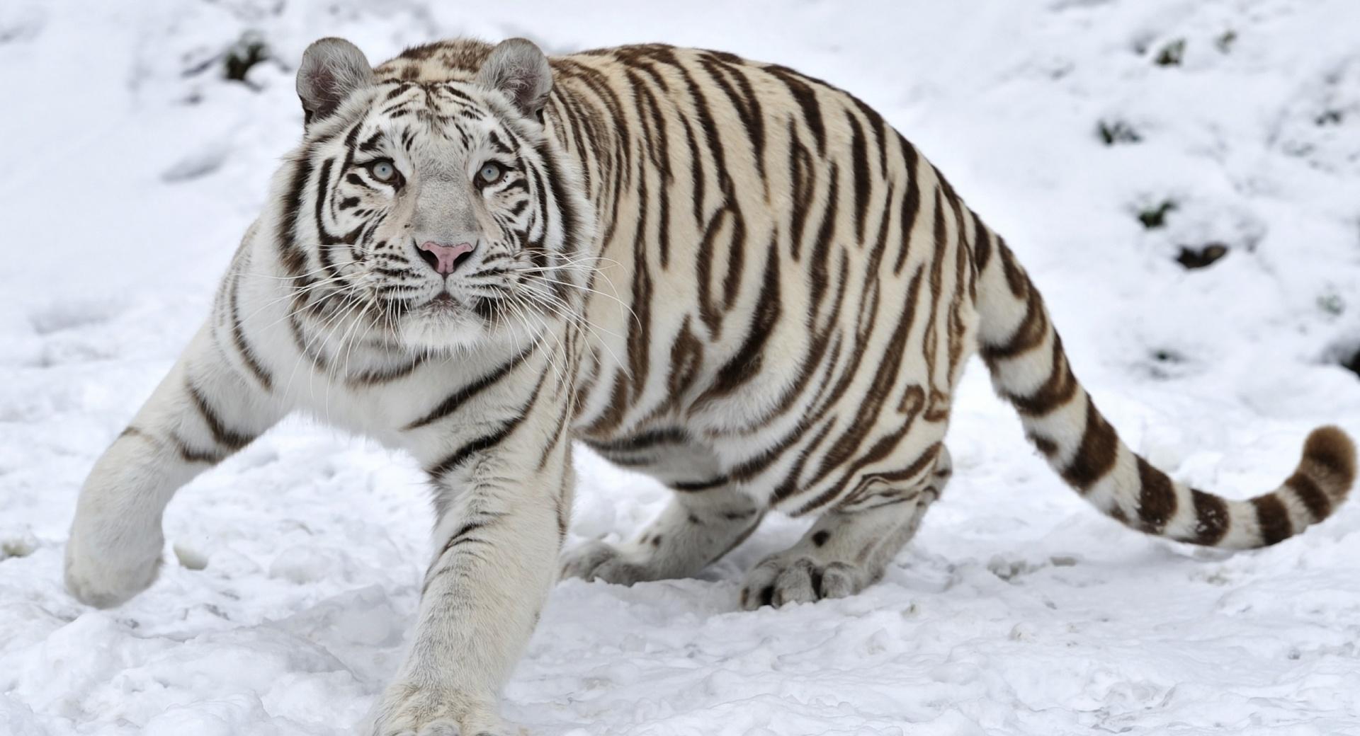 White Tiger On Snow Winter at 1024 x 768 size wallpapers HD quality
