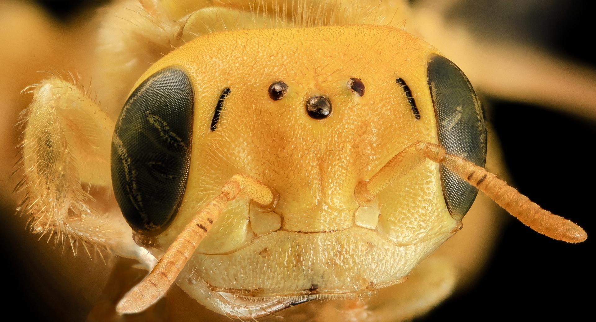 Yellow Bee Head Macro at 640 x 1136 iPhone 5 size wallpapers HD quality