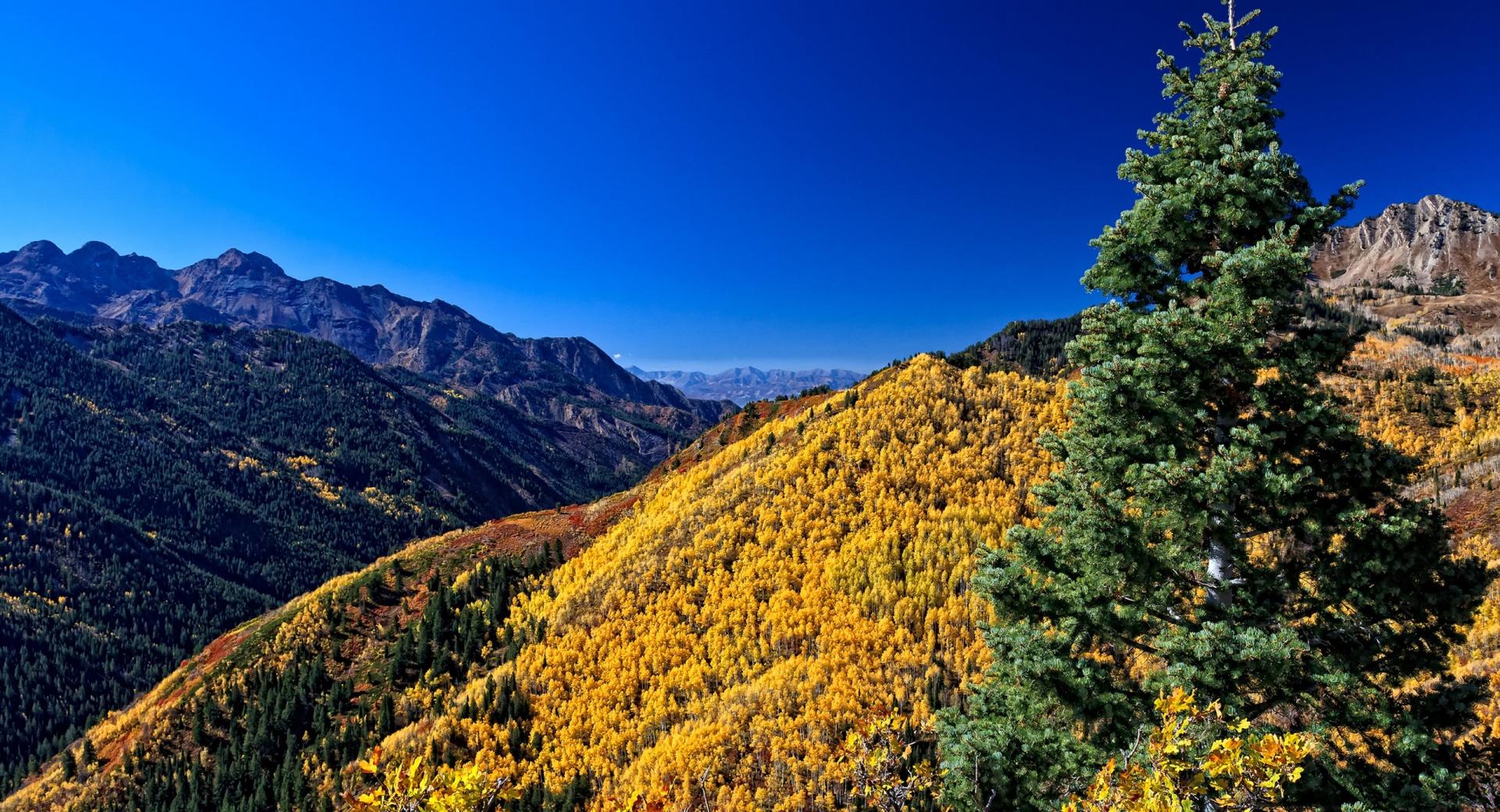 Yellow Deciduous Mountain Forests at 640 x 1136 iPhone 5 size wallpapers HD quality