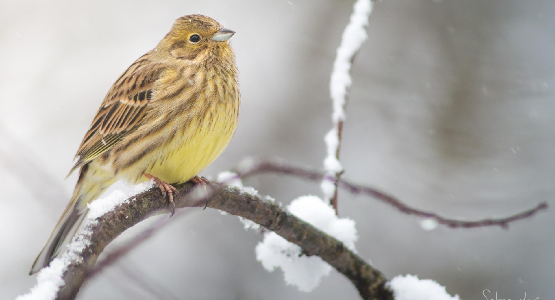 Yellowhammer In A Snowfall at 1024 x 768 size wallpapers HD quality