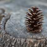 Pine Cone wallpapers for android