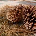 Pine Cone hd photos