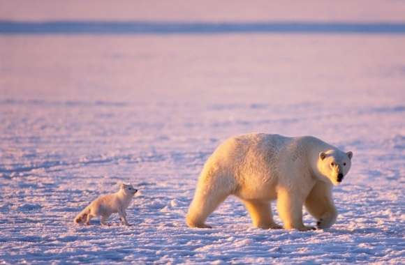 Arctic Fox And Polar Bear