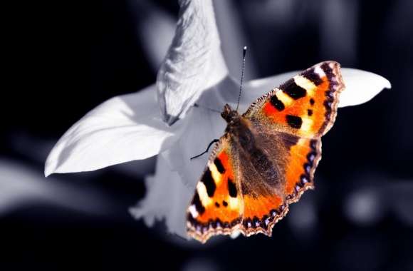 Beautiful Orange Butterfly