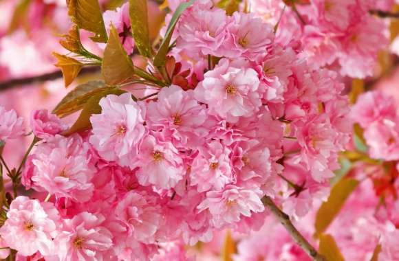 Beautiful Pink Japanese Sakura Tree