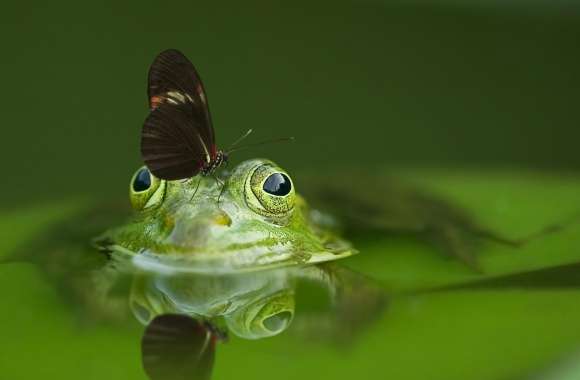 Butterfly on a Frog