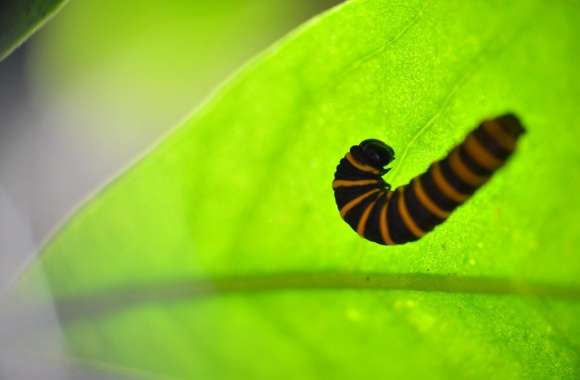 Caterpillar in a Leaf