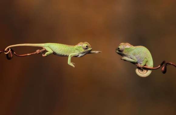 Chameleons wallpapers hd quality