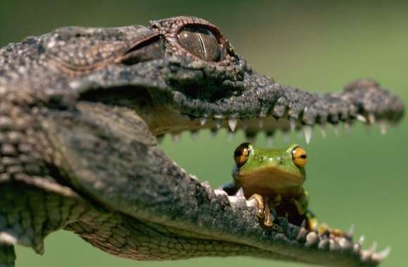 Crocodile Eating Frog