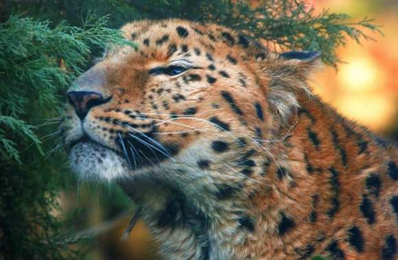 Cute Amur Leopard