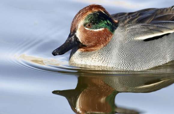 Green Winged Teal Anas Crecca