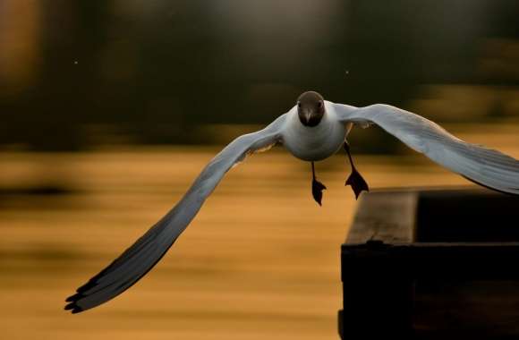 Laughing Gull Flying