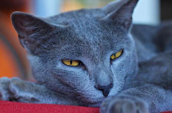 Mon Chartreux wallpapers hd quality