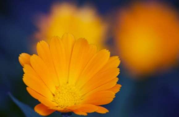 Orange Flowers Close-up