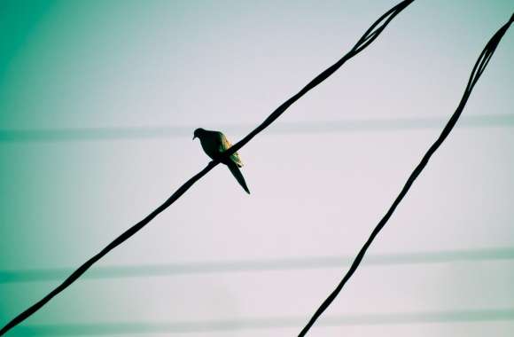 Pigeon On A Wire