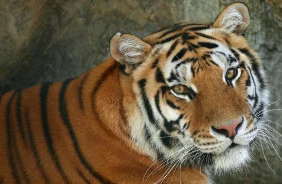 Regal Bengal Tiger