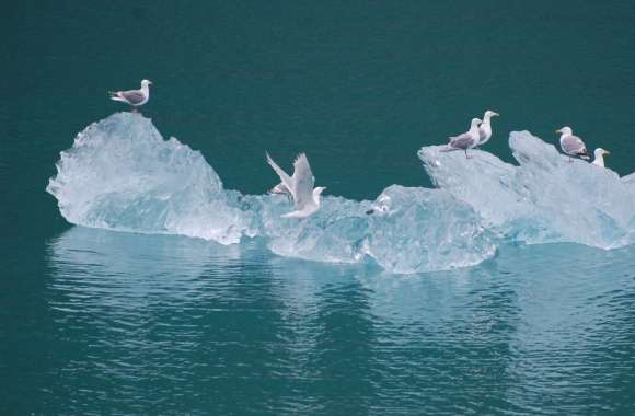 Seagulls on an Iceberg