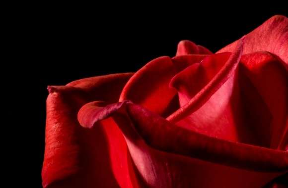 Single Red Rose Black Background