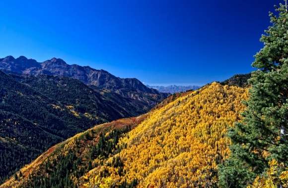 Yellow Deciduous Mountain Forests