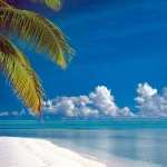 Tropical high quality wallpapers