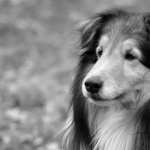 Lassie Dog image
