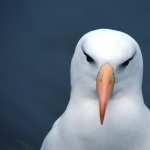 Albatross photos