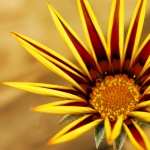 Gazania wallpapers for android