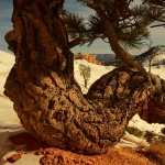 Twisted Tree free download