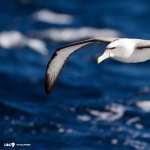 Albatross wallpapers for android