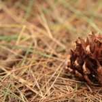 Pine Cone new wallpapers