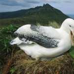 Albatross image