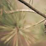 Pine Cone free download