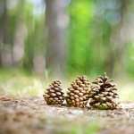 Pine Cone PC wallpapers
