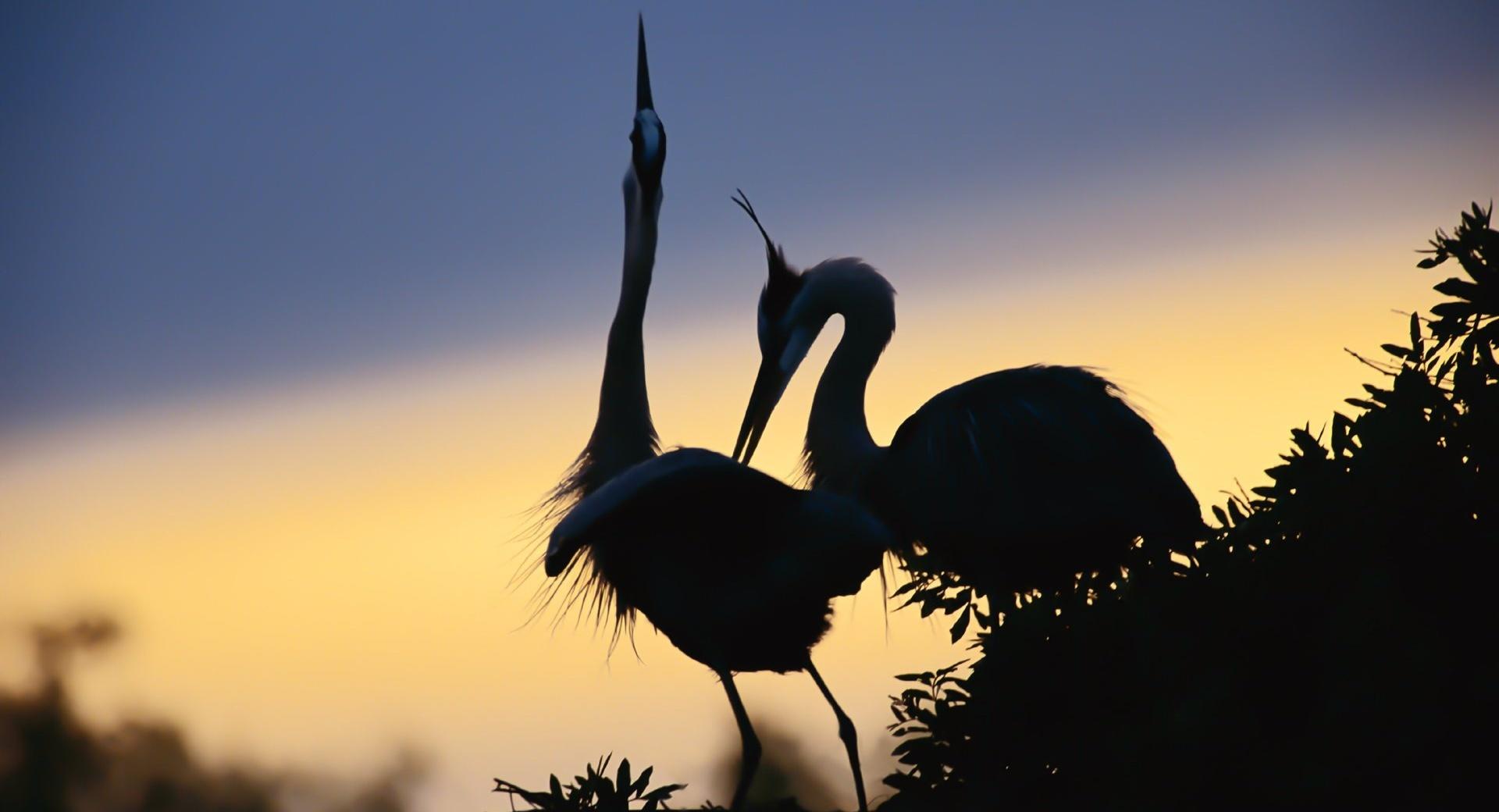 A Pair Of Cranes at 1024 x 1024 iPad size wallpapers HD quality