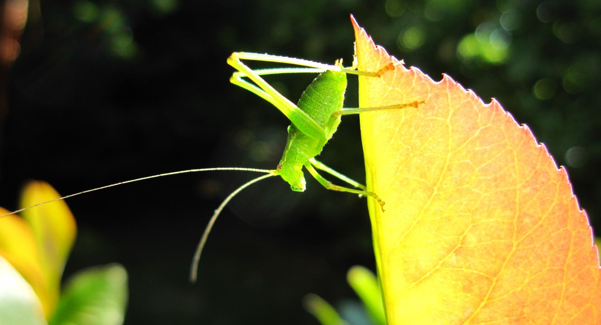 A Small Green Grasshopper at 1600 x 1200 size wallpapers HD quality