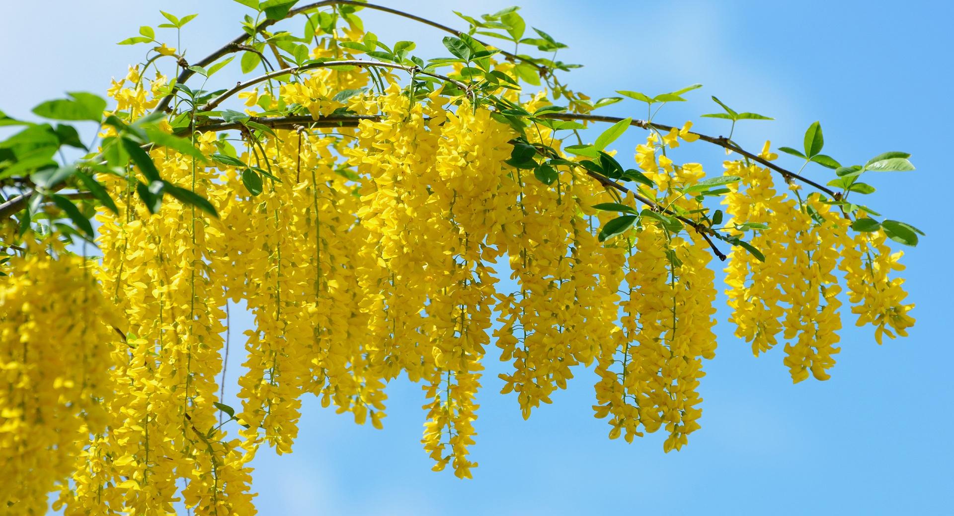 Acacia Yellow Flowers at 1600 x 1200 size wallpapers HD quality