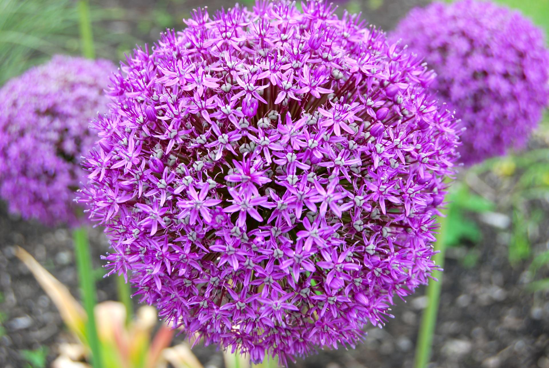 Allium Wallpaper HD Download