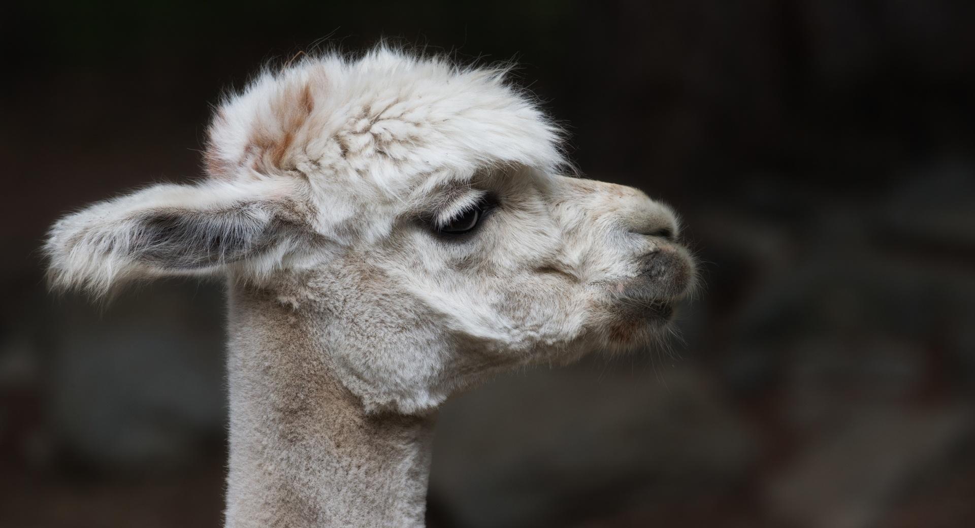 Alpaca Sheared at 1152 x 864 size wallpapers HD quality