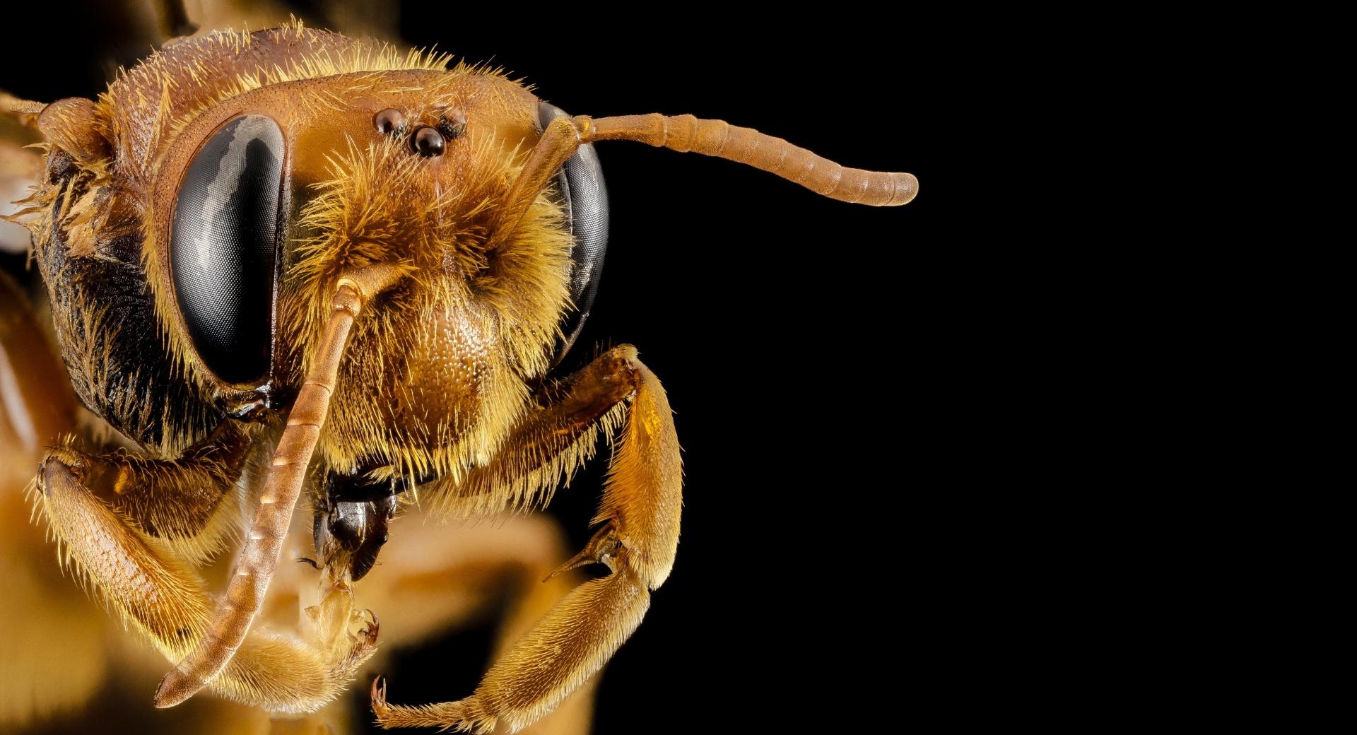 Andrena Bee Head Macro, Oman at 1024 x 1024 iPad size wallpapers HD quality