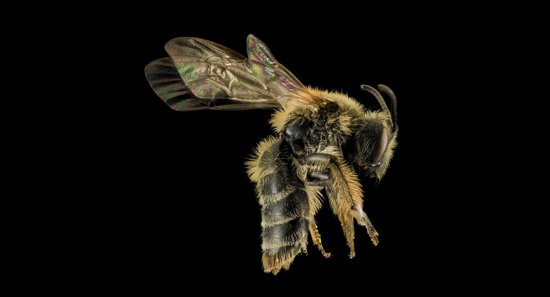 Andrena Cornelli Mining Bee wallpapers HD quality