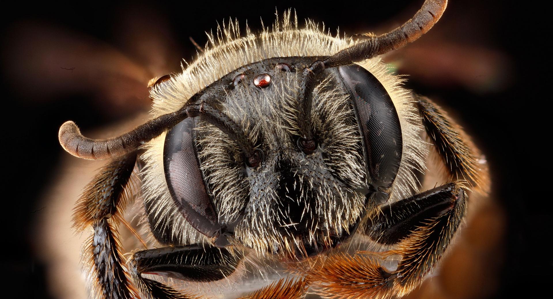 Andrena Fragilis Bee Head Macro at 1024 x 1024 iPad size wallpapers HD quality