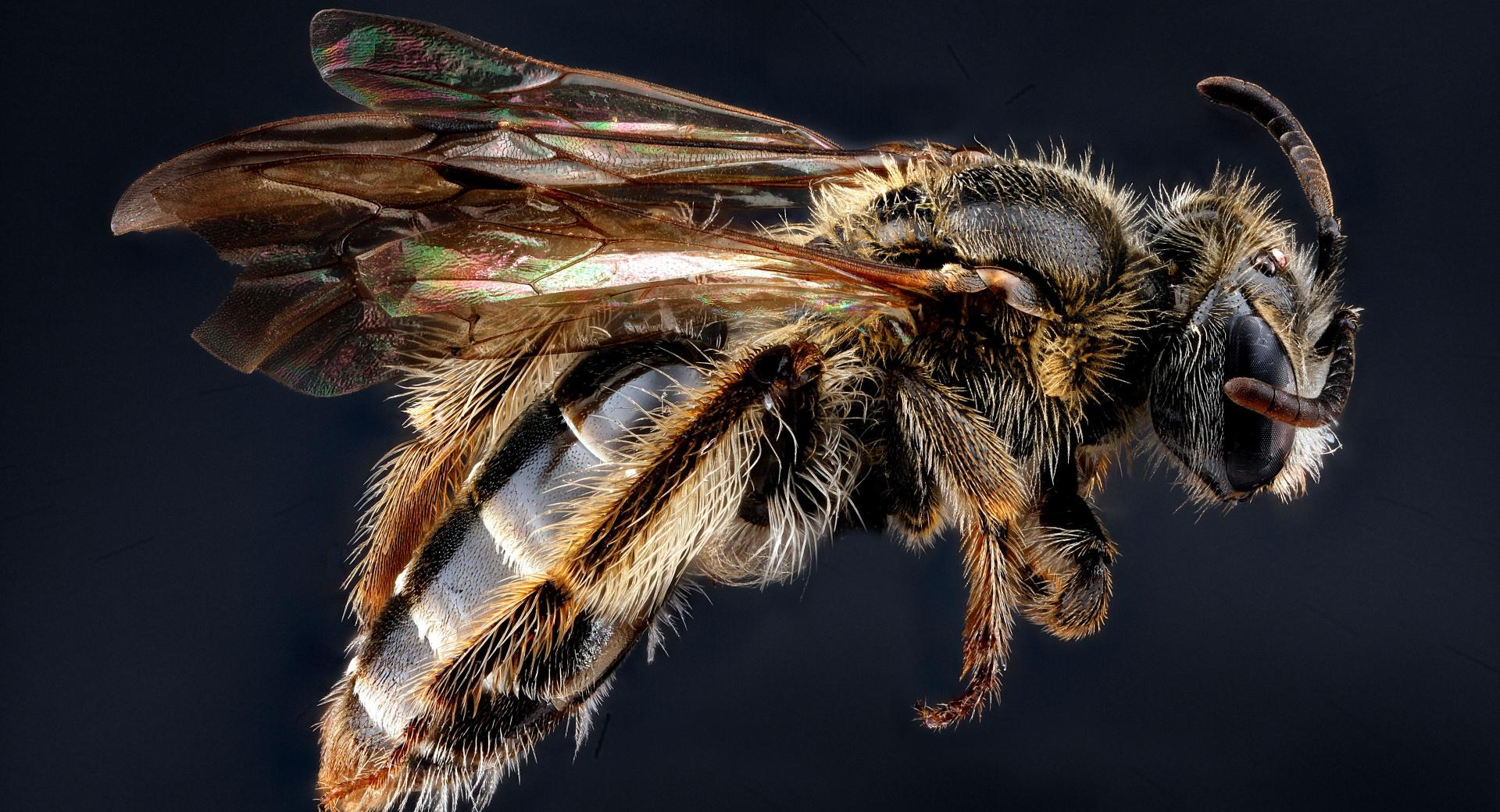 Andrena Fragilis Bee Macro at 320 x 480 iPhone size wallpapers HD quality