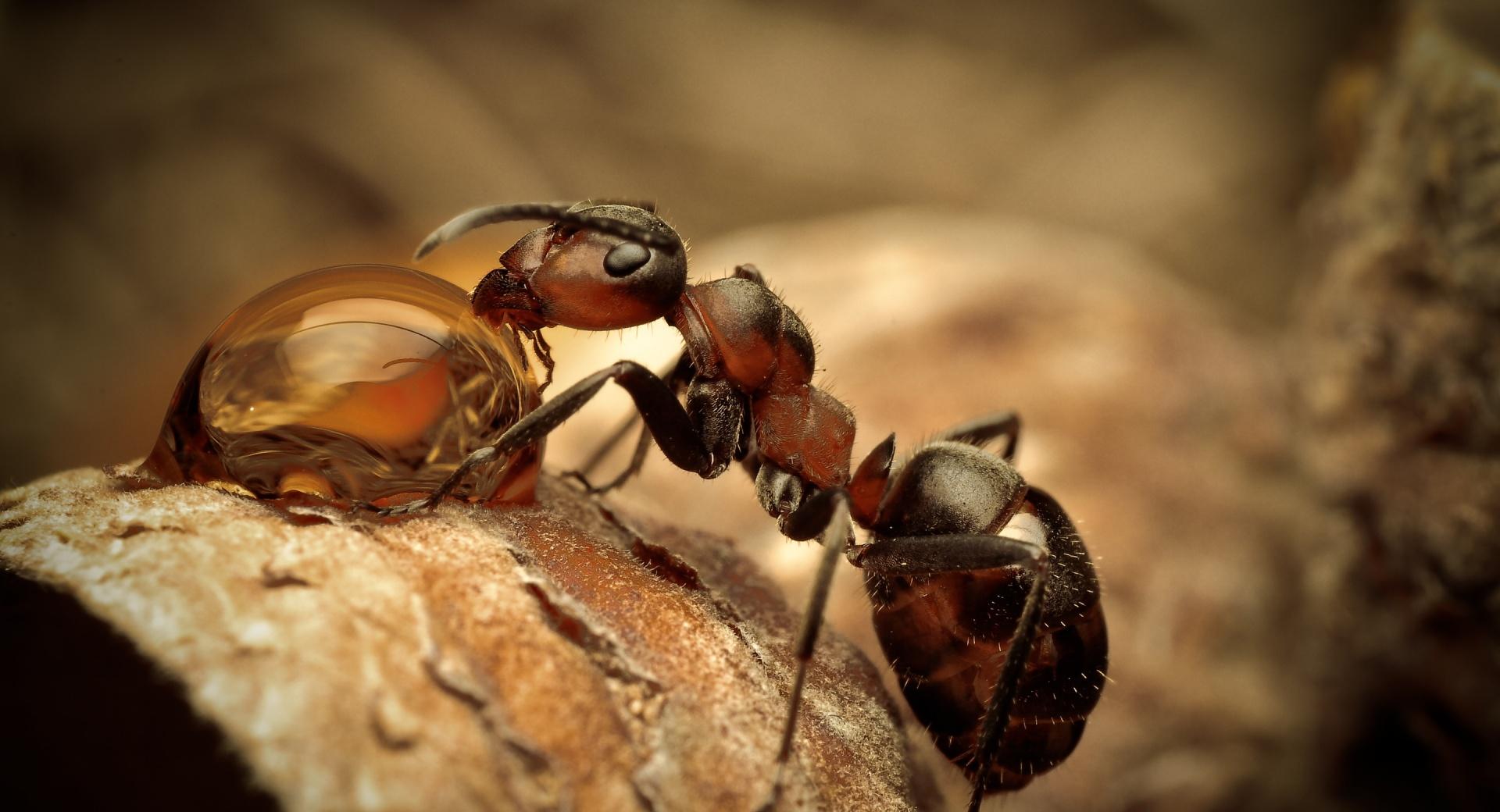Ant Drinking Water at 1600 x 1200 size wallpapers HD quality