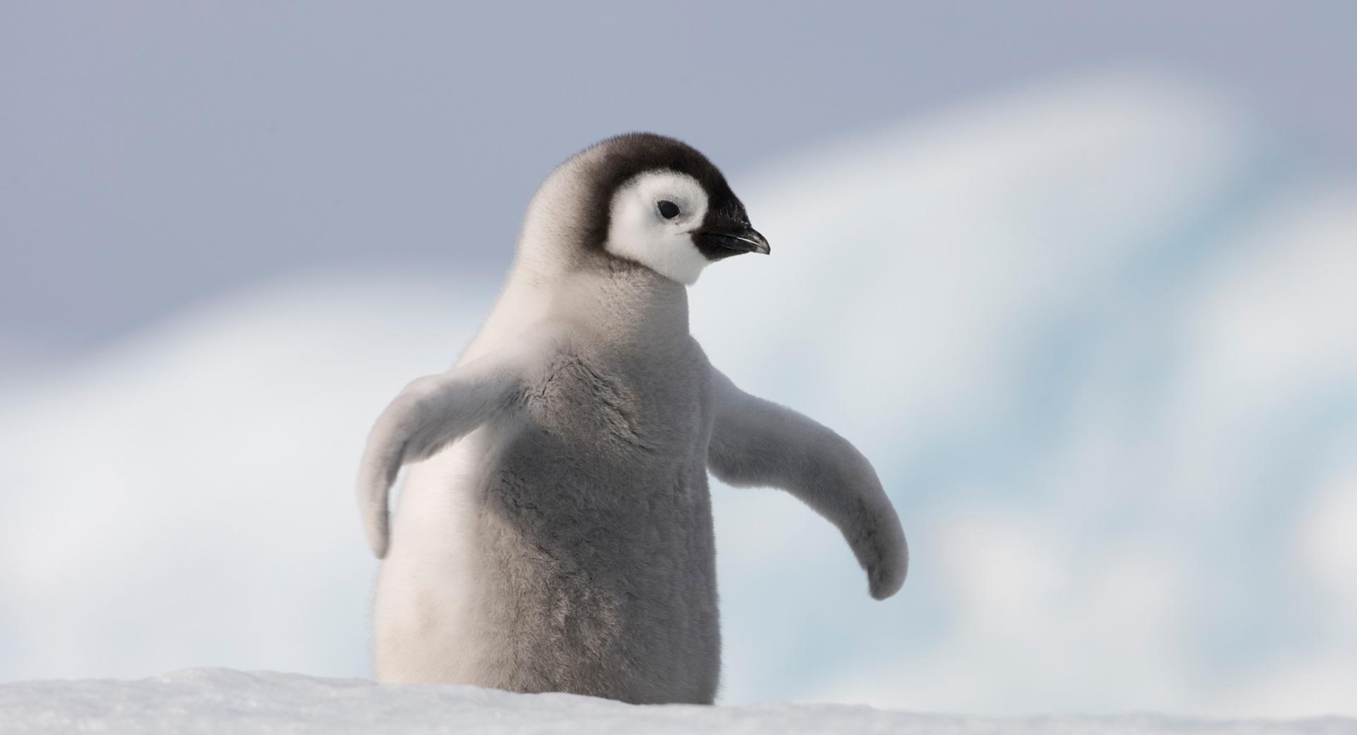 Baby Penguin, Antarctica at 320 x 480 iPhone size wallpapers HD quality